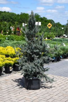 Picea, Colorado Spruce 'Columnar Blue'