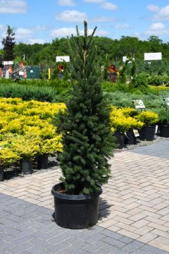 Picea, Norway Spruce 'Cupressina'