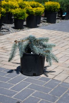 Picea, Colorado Spruce 'Dwarf Spreading Blue'