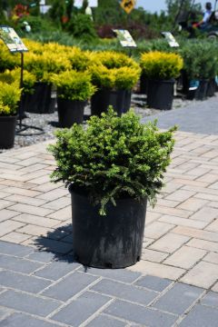 Picea, Norway Spruce 'Elegans Dwarf'