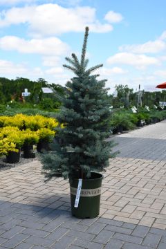 Picea, Colorado Spruce 'Fat Albert Blue'