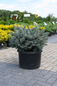 Picea, Colorado Spruce 'Globe Blue'