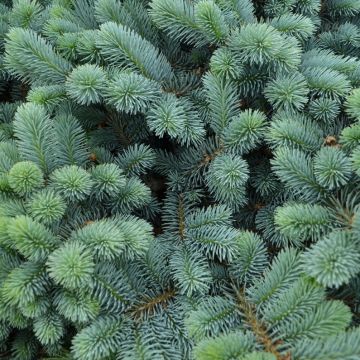 Picea, Colorado Spruce 'Globe Blue'