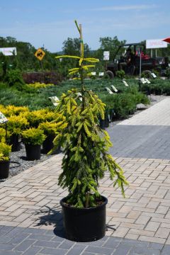 Picea, Norway Spruce 'Gold Drift'