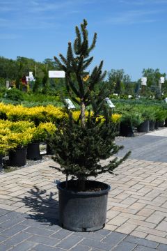 Picea, Norway Spruce 'Hillside Upright'