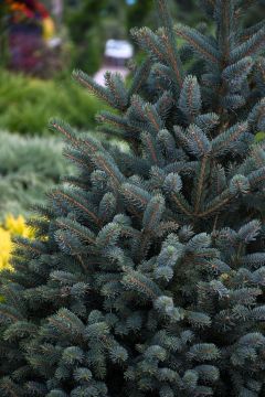 Picea, Meyers Spruce (Large Sizes)