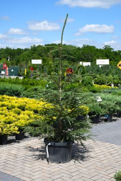 Picea, Norway Spruce