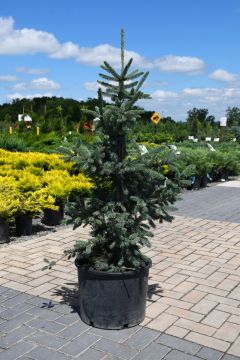 Picea, Norway Spruce 'Paul’s Select'