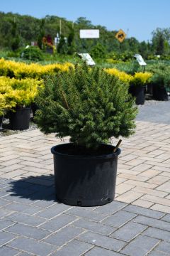 Picea, Colorado Spruce 'Roundabout'