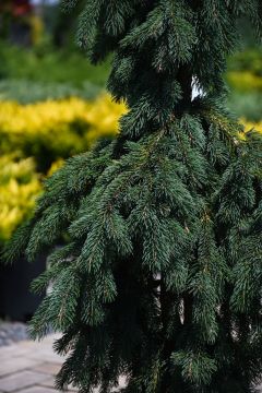 Picea, Norway Spruce 'Weeping' (Large Sizes)