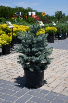 Picea, Colorado Spruce 'Zafiro Blue'