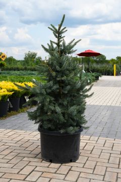 Picea, Serbian Spruce 'Bruns'