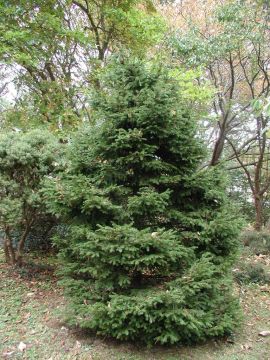 Picea, Norway Spruce 'Gregoryana Parsonii'