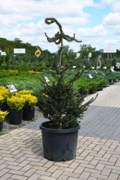 Picea, Norway Spruce 'Hillside Upright' (Large Sizes)