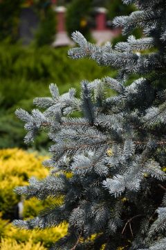 Picea, Colorado Blue Spruce 'Hoopsi' (Large Sizes)