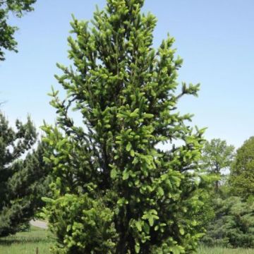 Picea, Black Spruce 'Wellspire' (Large Sizes)