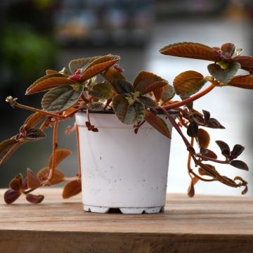Pilea Depressa, Baby Tears 'Chocolate'