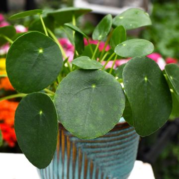 Pilea Peperomioides 'Chinese Money Plant' Gerten Grown