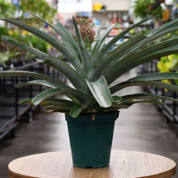 Ananas Comosus, Pineapple Plant