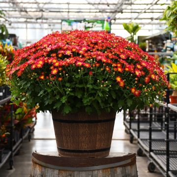 16"" Pot