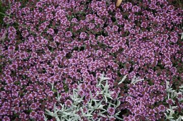 Thyme, Creeping Breckland 'Pink Chintz'