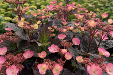 Hydrangea, Mountain 'Pink Dynamo™'