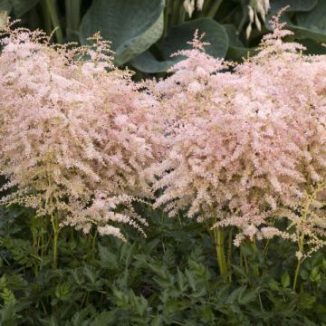 Astilbe, Dwarf Astilbe 'Pink Lightning'