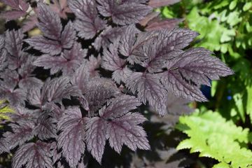 Cimicifuga, Snakeroot 'Pink Spike'