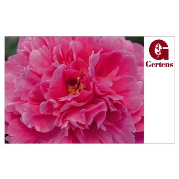 Pink Peony Plant - Gift Card