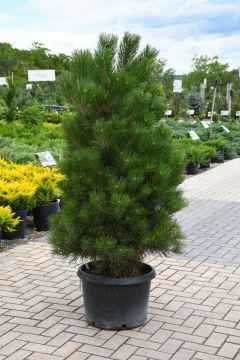 Pinus, Austrian Pine