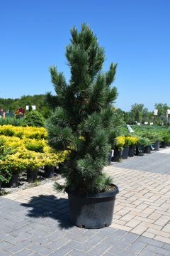 Pinus, Swiss Stone Pine 'Chalet'