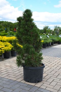 Pinus, Mountain Pine 'Columnar'