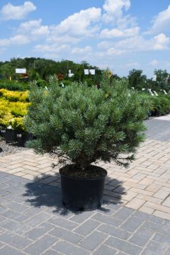 Pinus, Scotch Pine 'Dwarf Blue'