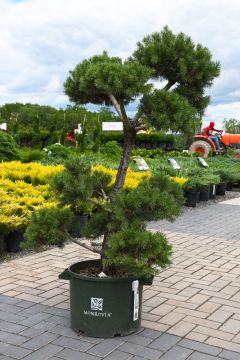 Pinus, Scotch Pine 'French Blue Hindu Pan'