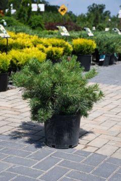 Pinus, Scotch Pine 'Hillside Creeper'