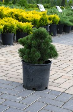 Pinus, Mountain Pine 'Honey Bun'