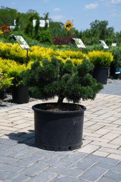 Pinus, Mountain Pine 'Jakobsen'