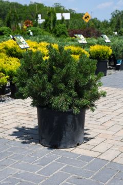 Pinus, Mountain Pine 'Lakeview'