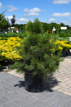 Pinus, Norway Pine 'Red Pine'