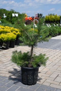 Pinus, Scotch Pine