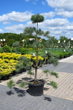 Pinus, Scotch Pine 'Topiary'