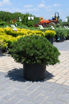 Pinus, Mountain Pine 'Slowmound'