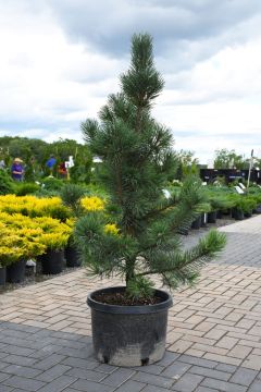 Pinus, Mountain Pine 'Tannenbaum'