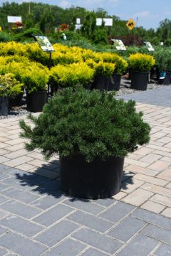 Pinus, Mountain Pine 'Valley Cushion'