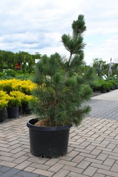 Pinus, Swiss Stone Pine 'Algonquin Pillar' (Large Sizes)