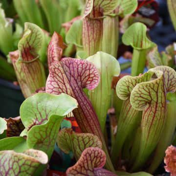 Sarracenia 'Pitcher Plants'
