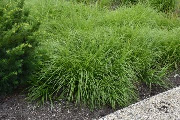 Carex, Plains Oval Sedge 'Minnesota Native'