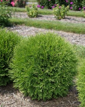 Thuja, Arborvitae 'First Editions® Planet Earth™'