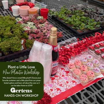 Plant a Little Love | Saturday February 14th at 11am