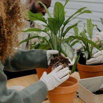 Repotting with Confidence | Sunday April 12th 11am